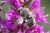 Megachile sp.